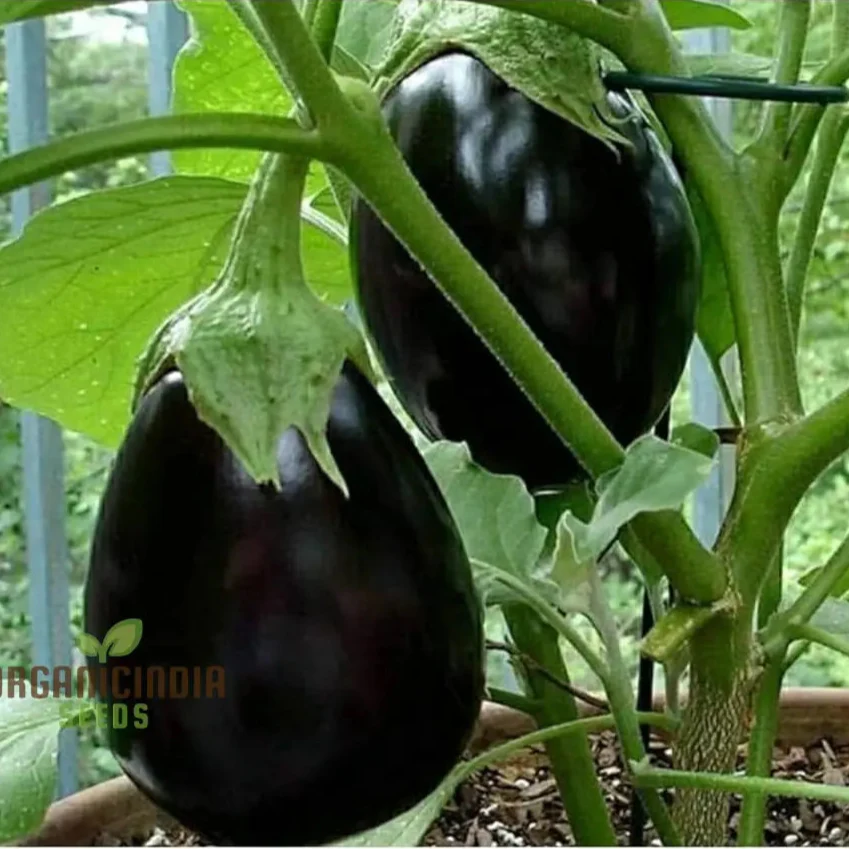 Eggplant Seeds - Black Beauty for Successful Planting - Image 3