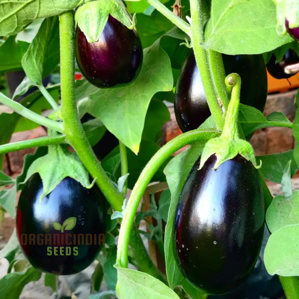 Eggplant Seeds - Black Beauty for Successful Planting - Image 4