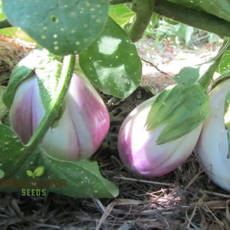 Eggplant Seeds - Rosa Bianca, Organic Seeds for Planting in Your Garden - Image 3