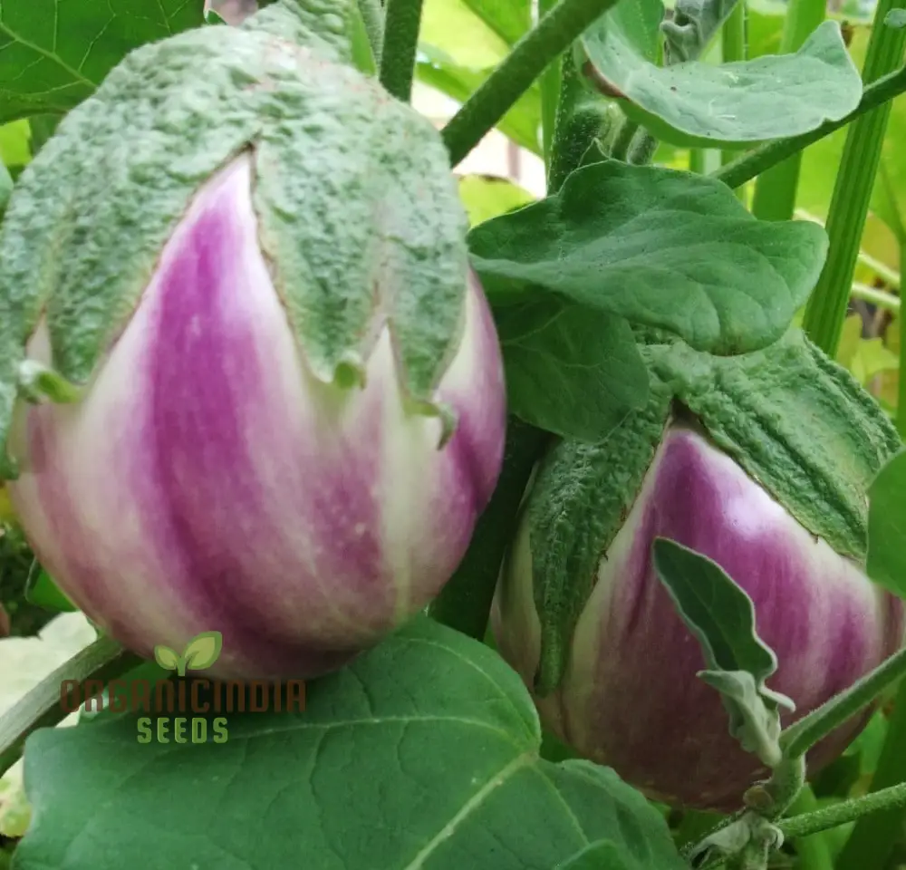 Eggplant Seeds - Rosa Bianca, Organic Seeds for Planting in Your Garden - Image 4
