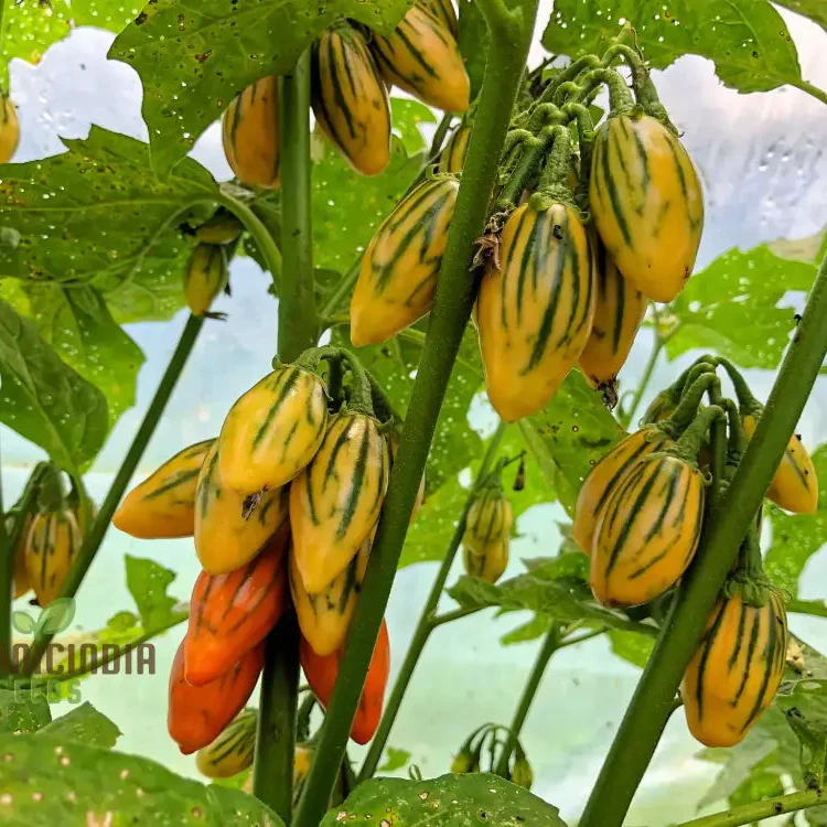 Eggplant - Togo Seeds for a Unique Gardening Experience and a Bountiful Harvest of Flavorful Produce!
