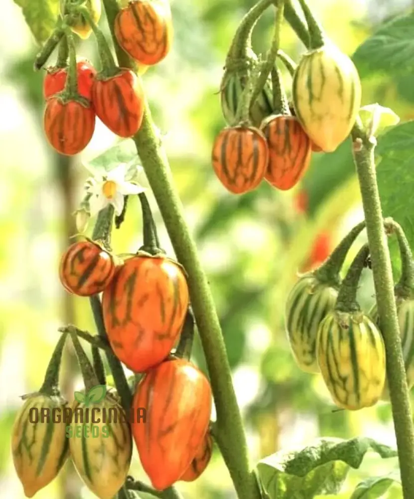 Eggplant - Togo Seeds for a Unique Gardening Experience and a Bountiful Harvest of Flavorful Produce! - Image 3