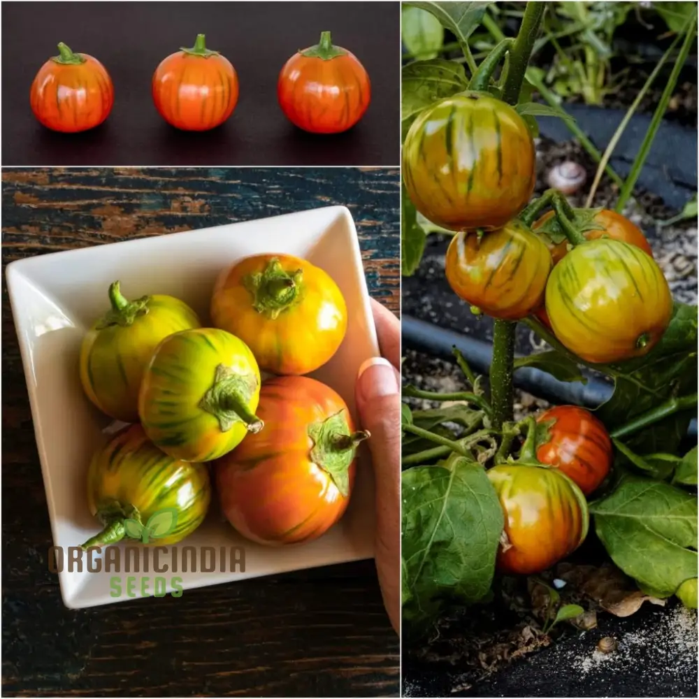 Eggplant Turkish Orange Seeds - Premium Quality for Planting and Gardening - Image 3