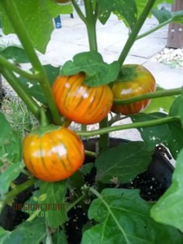 Eggplant Turkish Orange Seeds - Premium Quality for Planting and Gardening - Image 4