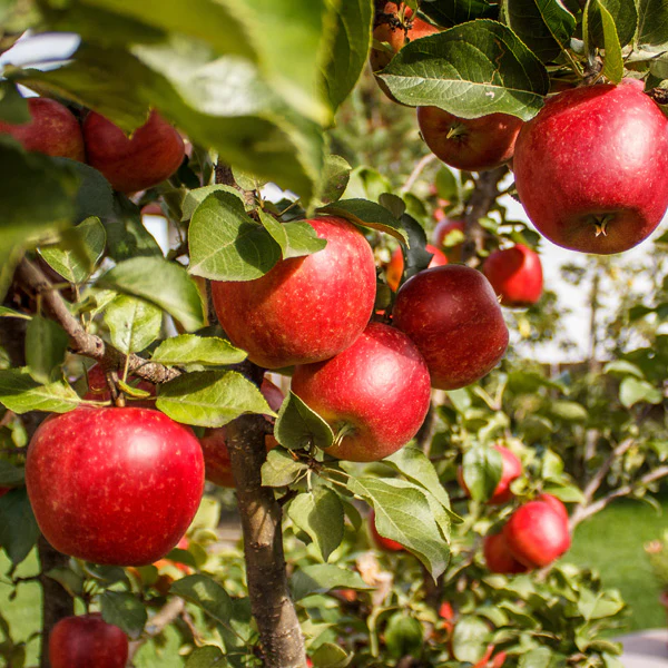 Ein Shemer Apple Seeds for Planting – Sweet, Tart & Heat-Tolerant Apple Trees - Image 3