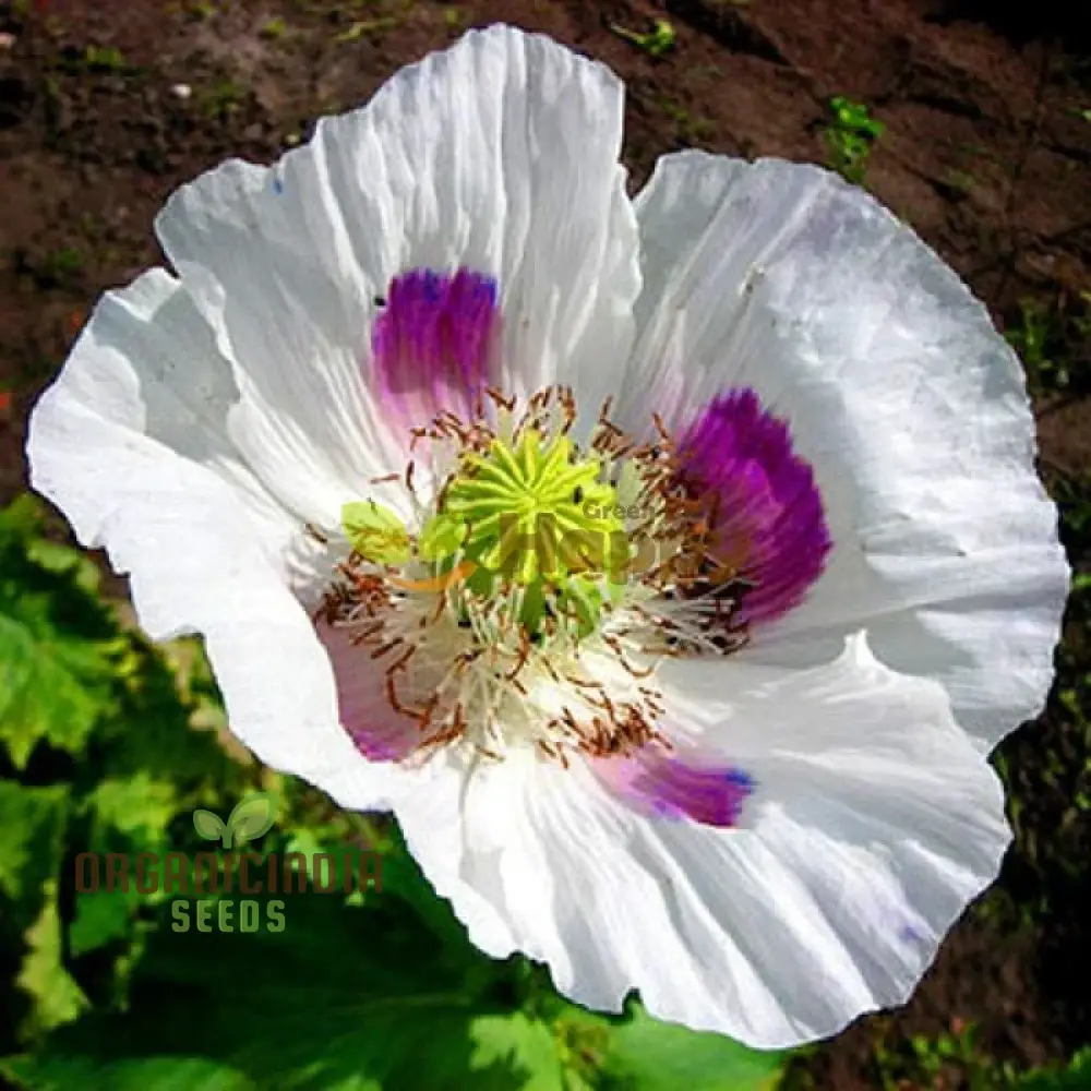 Elka White Poppy Seeds – Premium Garden Bloom Variety for Elegant Planting