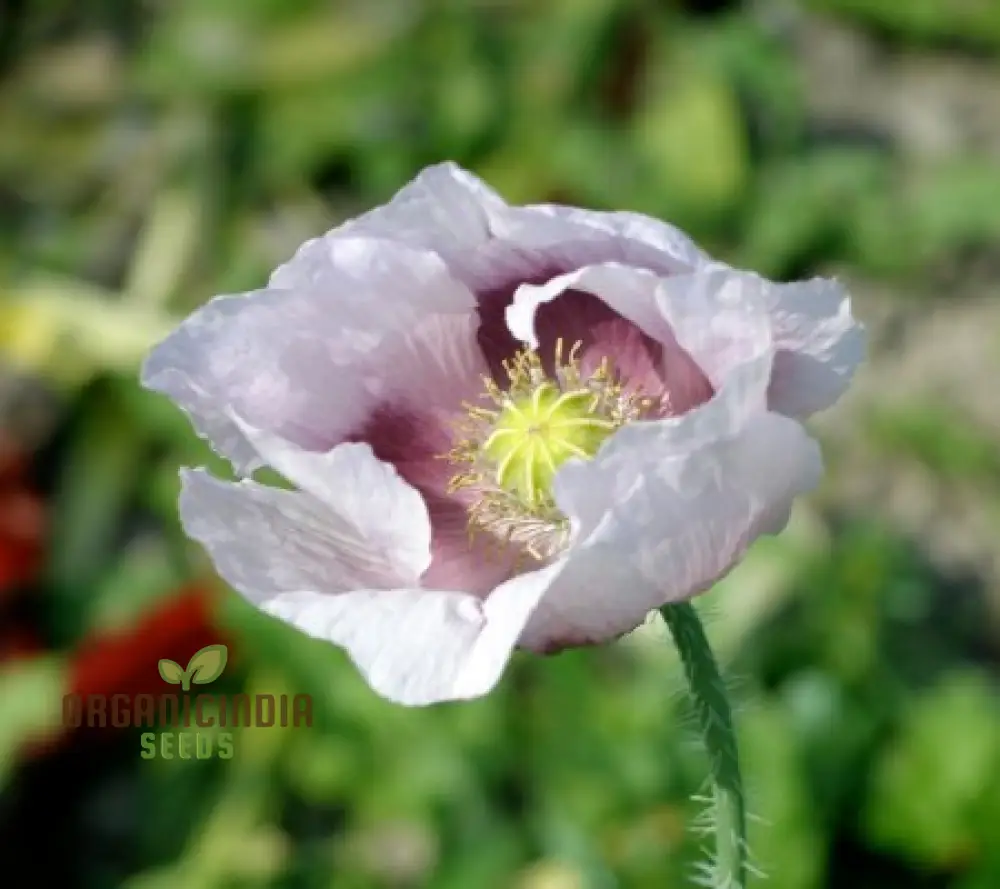 Elka White Poppy Seeds – Premium Garden Bloom Variety for Elegant Planting - Image 3