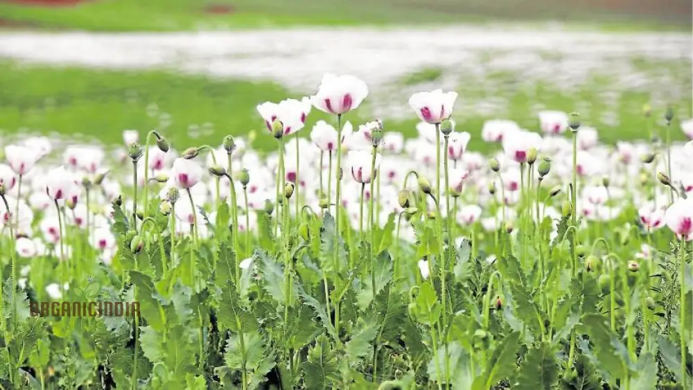 Elka White Poppy Seeds – Premium Garden Bloom Variety for Elegant Planting - Image 4