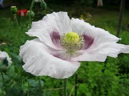 Elka White Poppy Seeds – Premium Garden Bloom Variety for Elegant Planting - Image 5