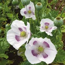 Elka White Poppy Seeds – Premium Garden Bloom Variety for Elegant Planting - Image 6