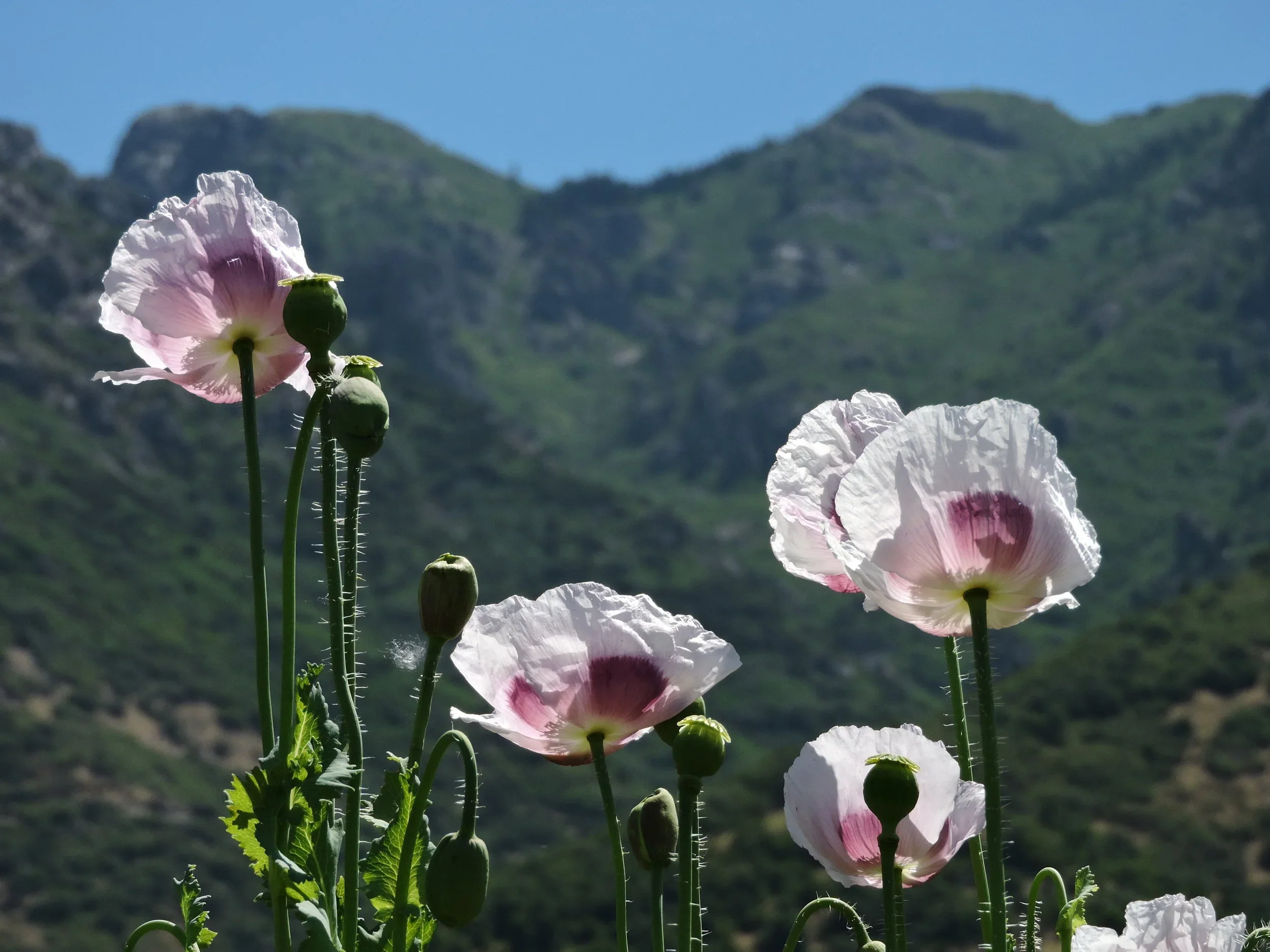 Elka White Poppy Seeds – Premium Garden Bloom Variety for Elegant Planting - Image 7