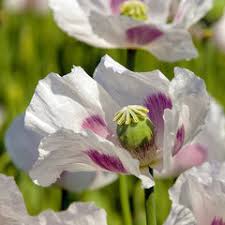 Elka White Poppy Seeds – Premium Garden Bloom Variety for Elegant Planting - Image 8