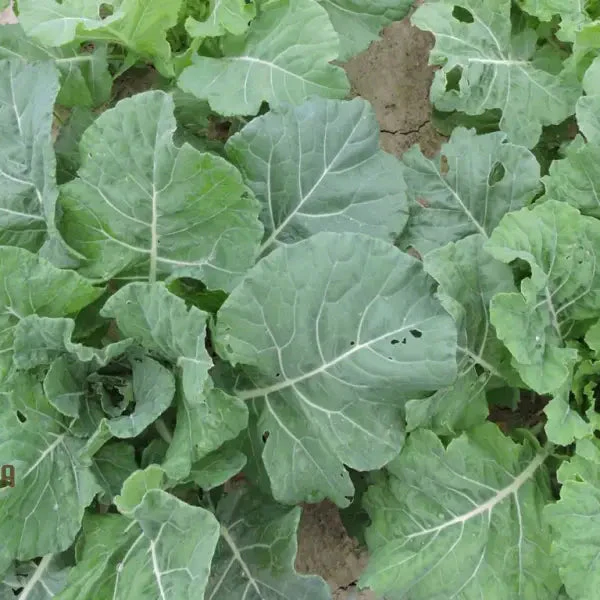 Ellen Felton Dark Vegetable Seeds, Exceptional Variety for Gardening Enthusiasts, Premium Garden Seed Collection