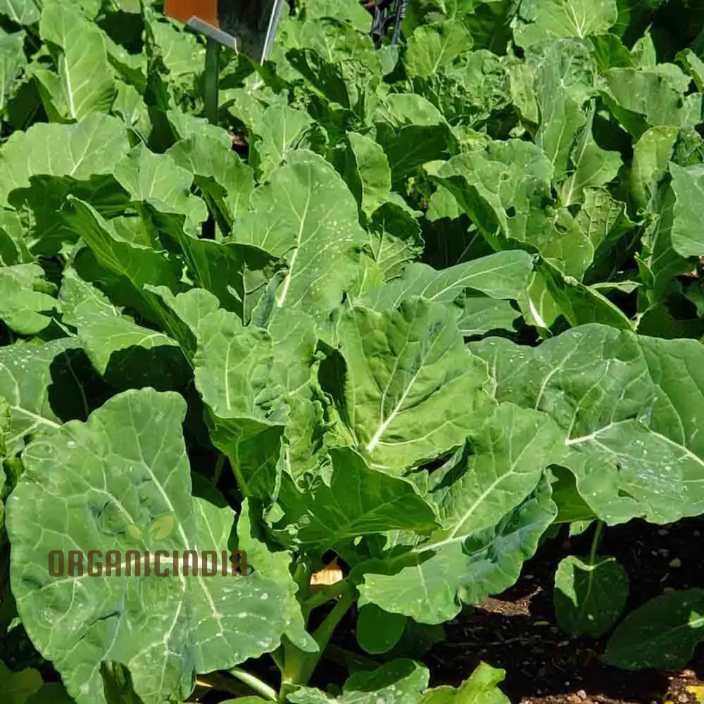 Ellen Felton Dark Vegetable Seeds, Exceptional Variety for Gardening Enthusiasts, Premium Garden Seed Collection - Image 3
