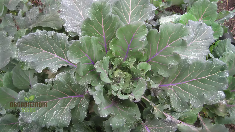 Ellen Felton Dark Vegetable Seeds, Exceptional Variety for Gardening Enthusiasts, Premium Garden Seed Collection - Image 4
