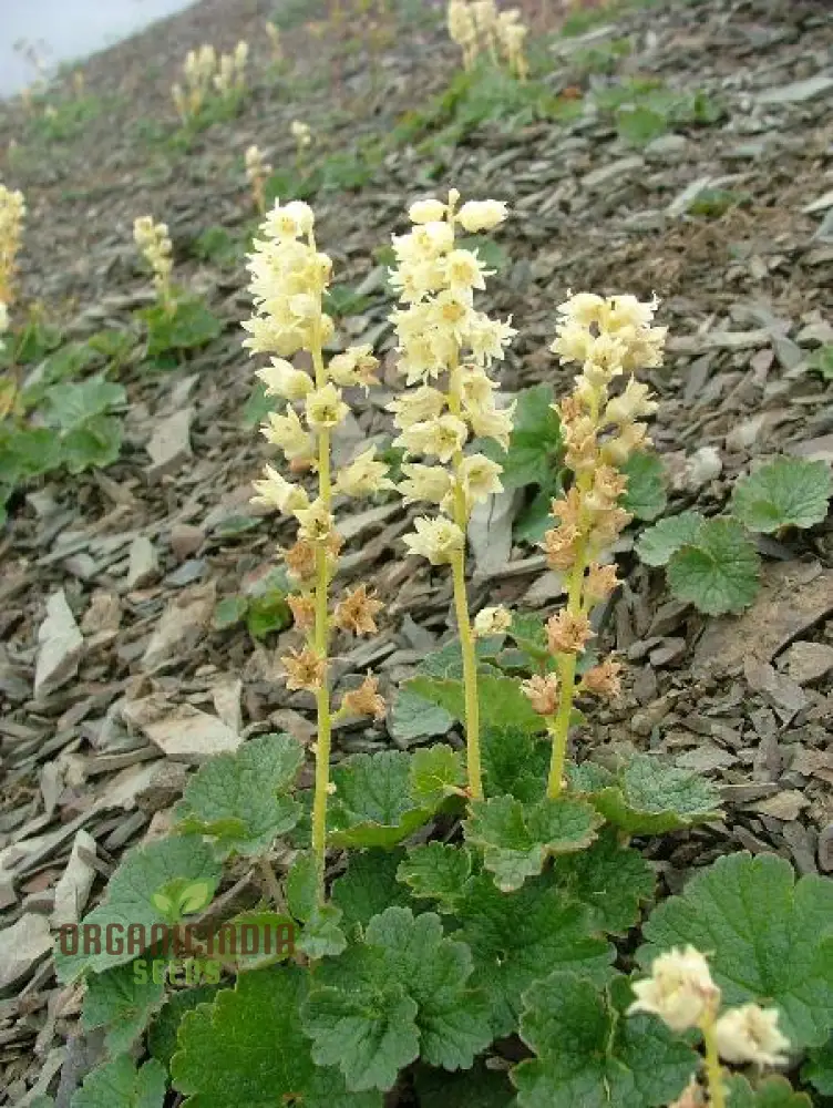Elmera Racemosa Flower Seeds For Planting, Unique Blooms for Your Garden