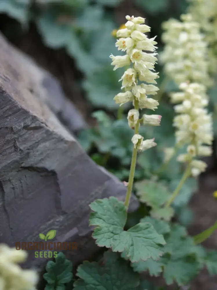 Elmera Racemosa Flower Seeds For Planting, Unique Blooms for Your Garden - Image 4