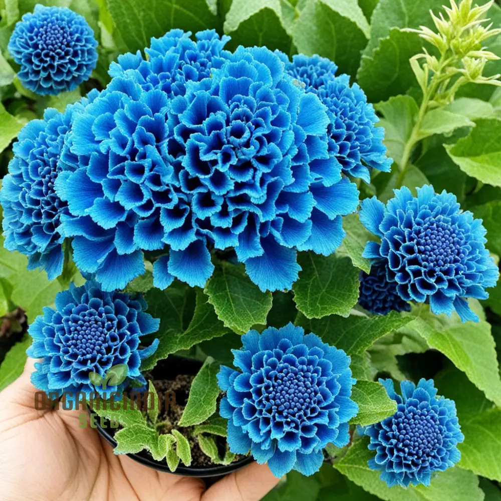 Blue Cockscomb Flower Seeds for a Stunning and Lively Garden Display - Image 3