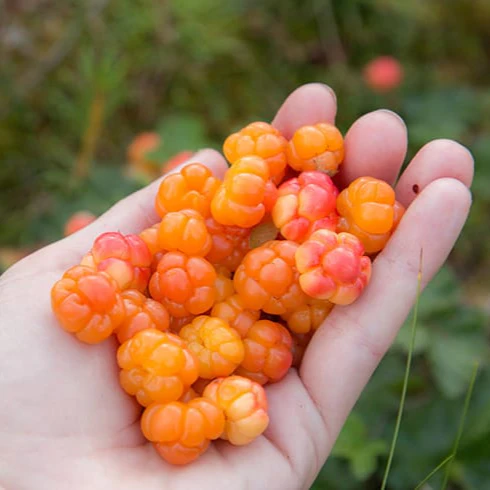 Embark on a Delicious Journey with Cloudberry Fruit Seeds, Grow Your Own Sweet Bounty - Image 3