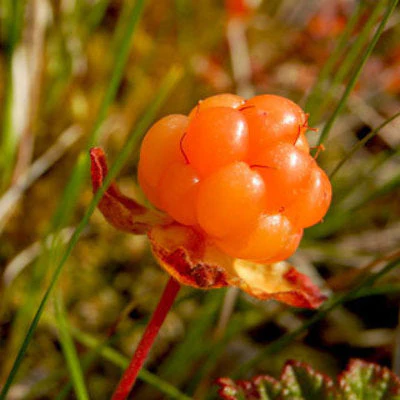 Embark on a Delicious Journey with Cloudberry Fruit Seeds, Grow Your Own Sweet Bounty - Image 4