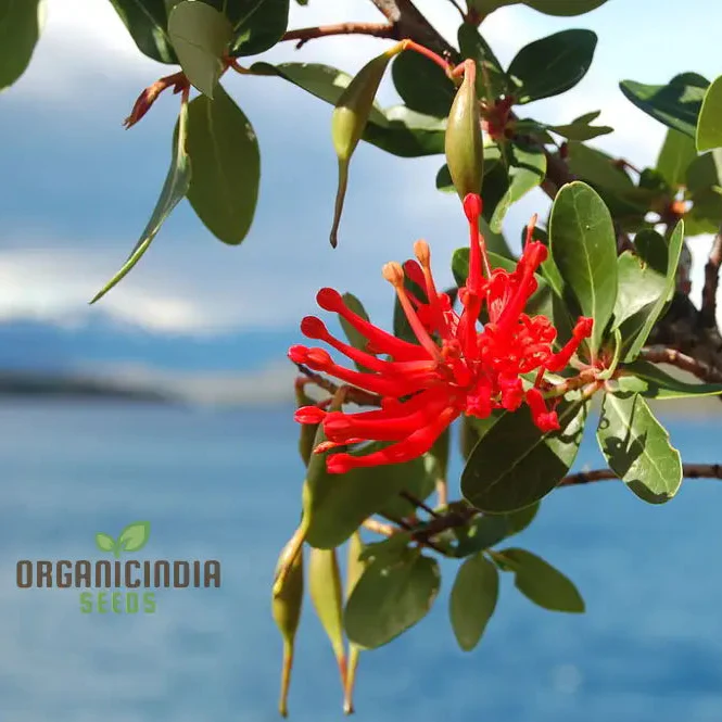 Embothrium Coccineum Flower Seeds For Planting, Growing Brilliant Scarlet Blooms in Your Garden
