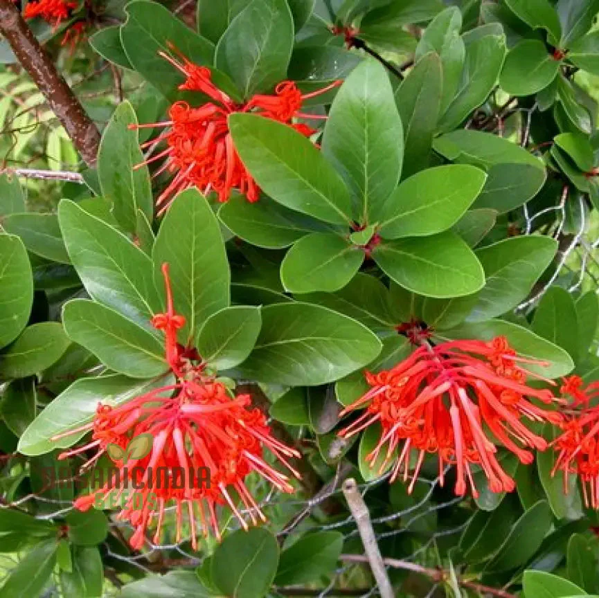 Embothrium Coccineum Flower Seeds For Planting, Growing Brilliant Scarlet Blooms in Your Garden - Image 3