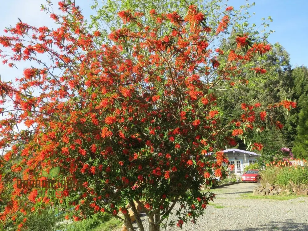 Embothrium Coccineum Flower Seeds For Planting, Growing Brilliant Scarlet Blooms in Your Garden - Image 4