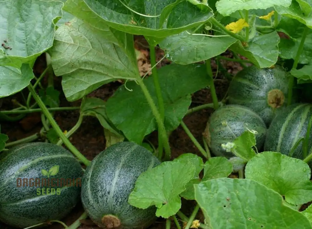 Emerald Gem Melon Seeds For Planting: Exquisite Heirloom Gardening Delight for Your Lush Green Oasis - Image 4