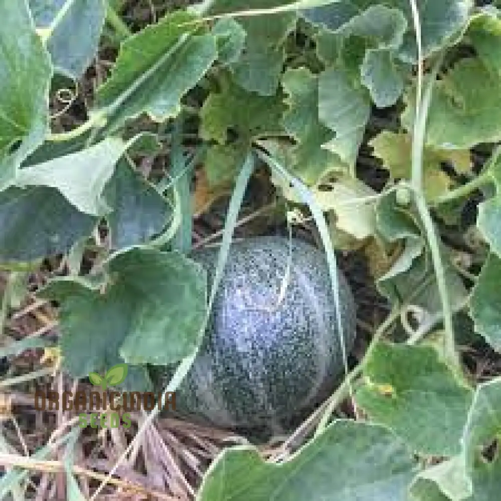 Emerald Gem Melon Seeds For Planting: Exquisite Heirloom Gardening Delight for Your Lush Green Oasis - Image 5