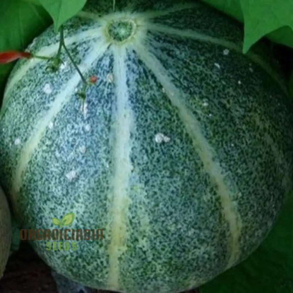 Emerald Gem Melon Seeds For Planting: Exquisite Heirloom Gardening Delight for Your Lush Green Oasis - Image 6