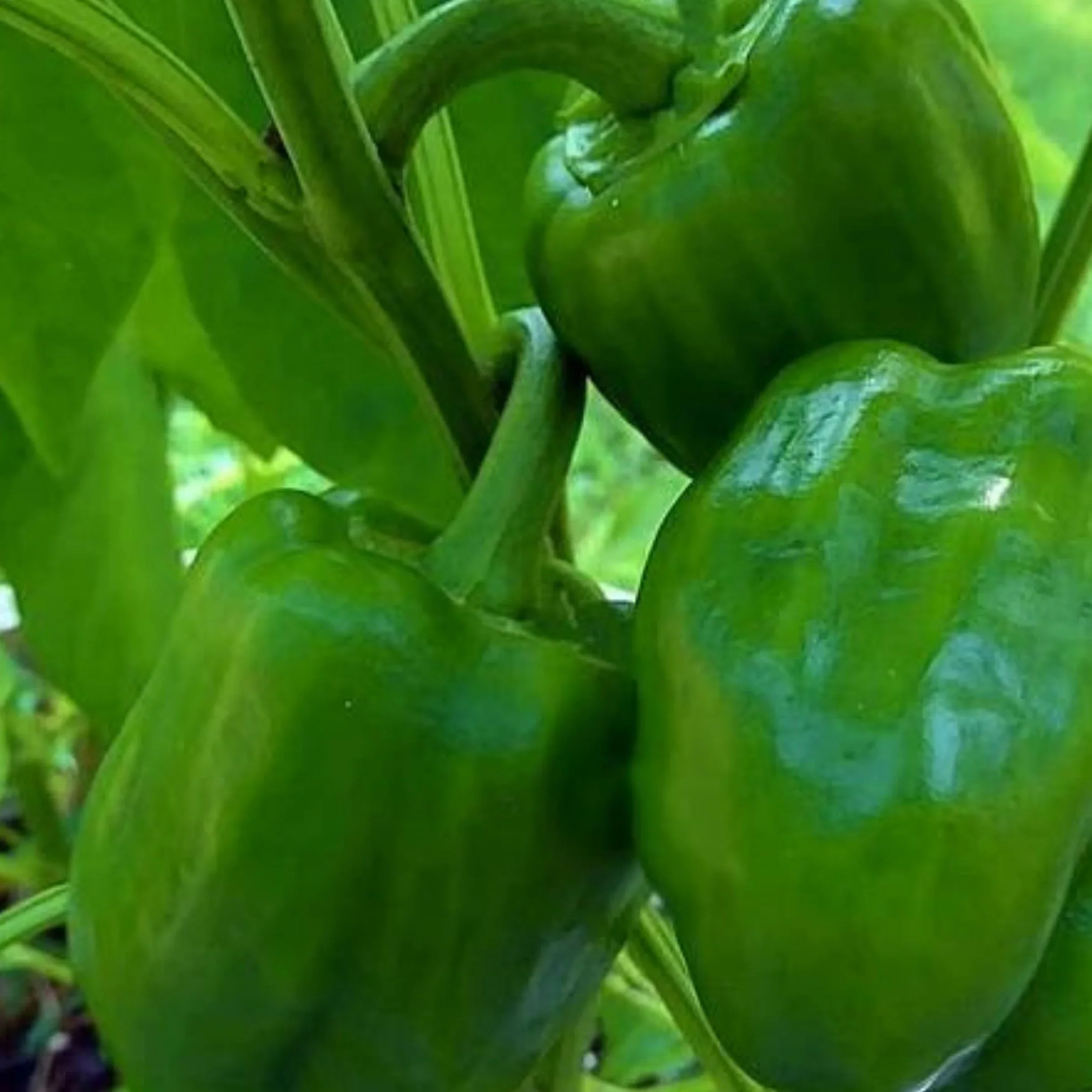 Emerald Giant Bell Pepper Seeds – Heirloom, Sweet & High-Yielding
