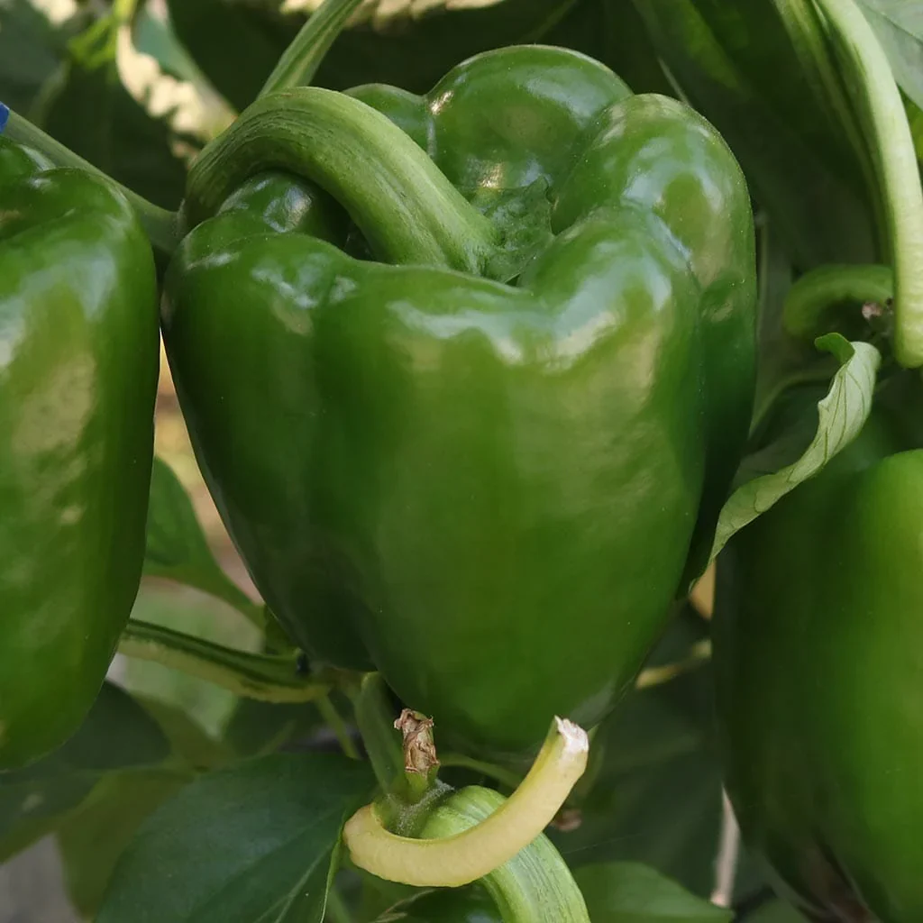 Emerald Giant Bell Pepper Seeds – Heirloom, Sweet & High-Yielding - Image 2