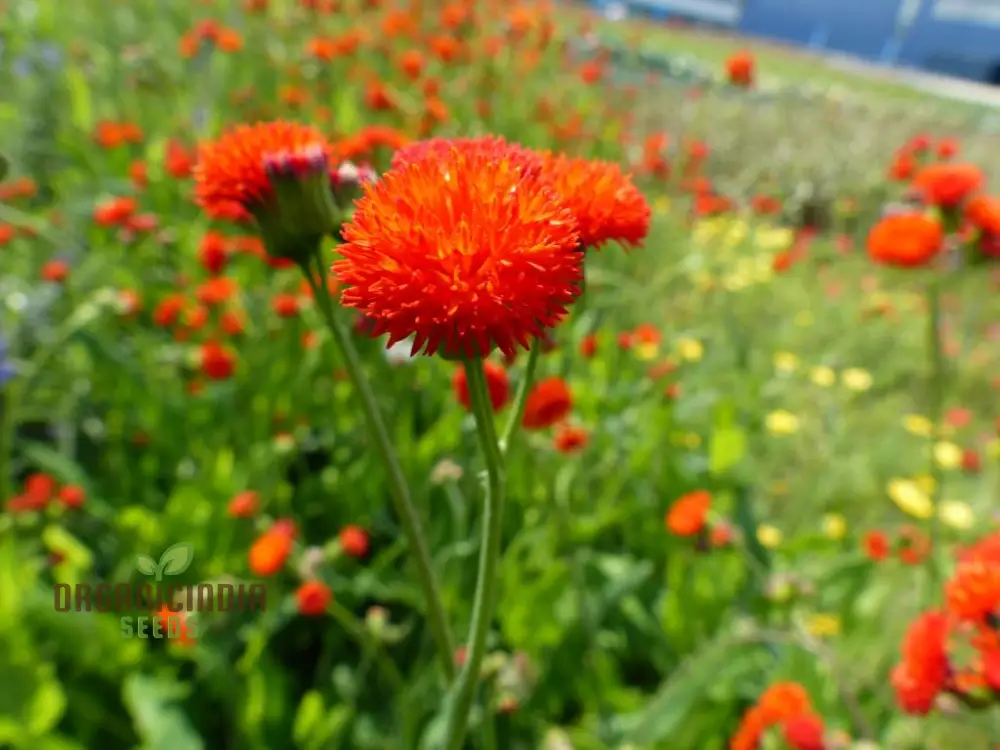 Emilia Sonchifolia 'Scarlet Magic' Flower Seeds For Planting, Adding Vibrant Color to Your Garden