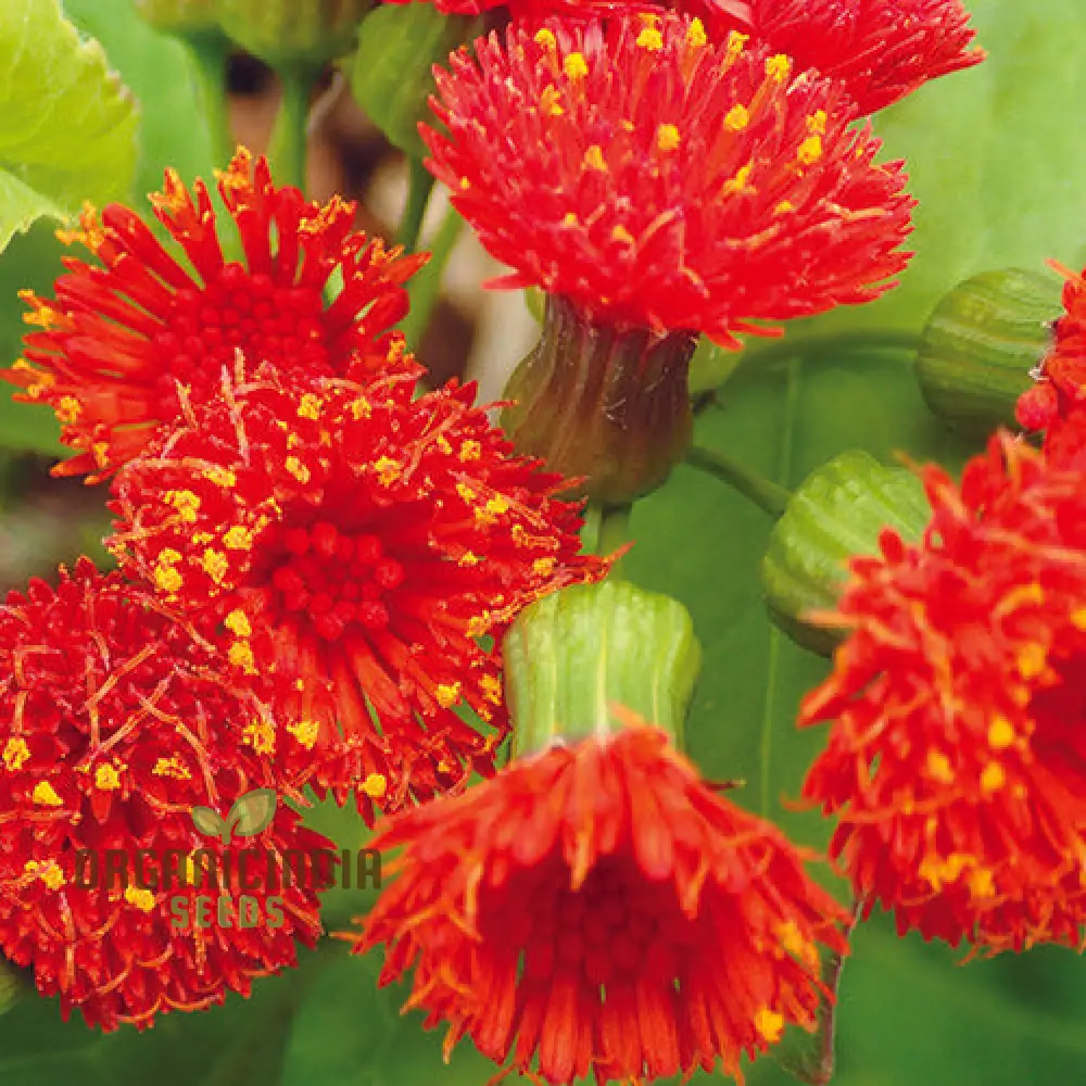 Emilia Sonchifolia 'Scarlet Magic' Flower Seeds For Planting, Adding Vibrant Color to Your Garden - Image 3