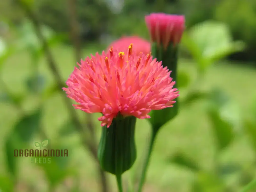Emilia Sonchifolia 'Scarlet Magic' Flower Seeds For Planting, Adding Vibrant Color to Your Garden - Image 4