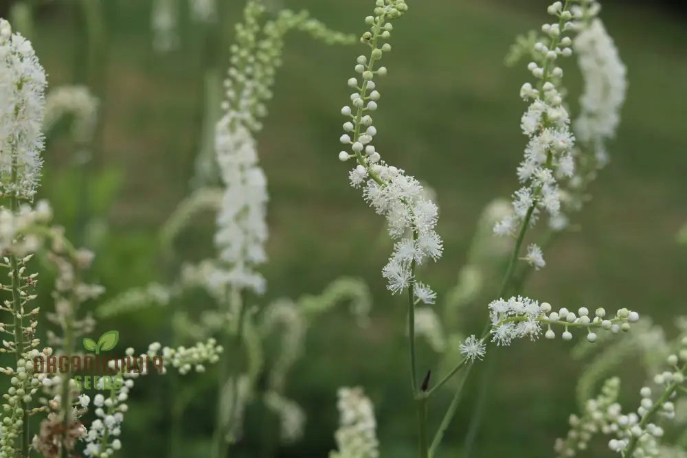Enchanting ACTAEA ELATA Seeds, Add Elegance to Your Garden Landscape