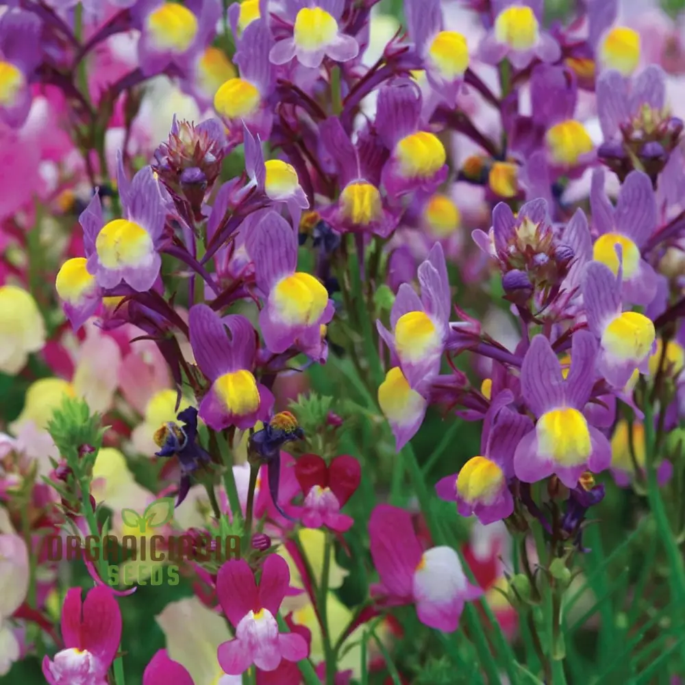 Enchanting Linaria: Fairy Bouquet Mix - Shop Now for Magical Garden Delights - Image 3
