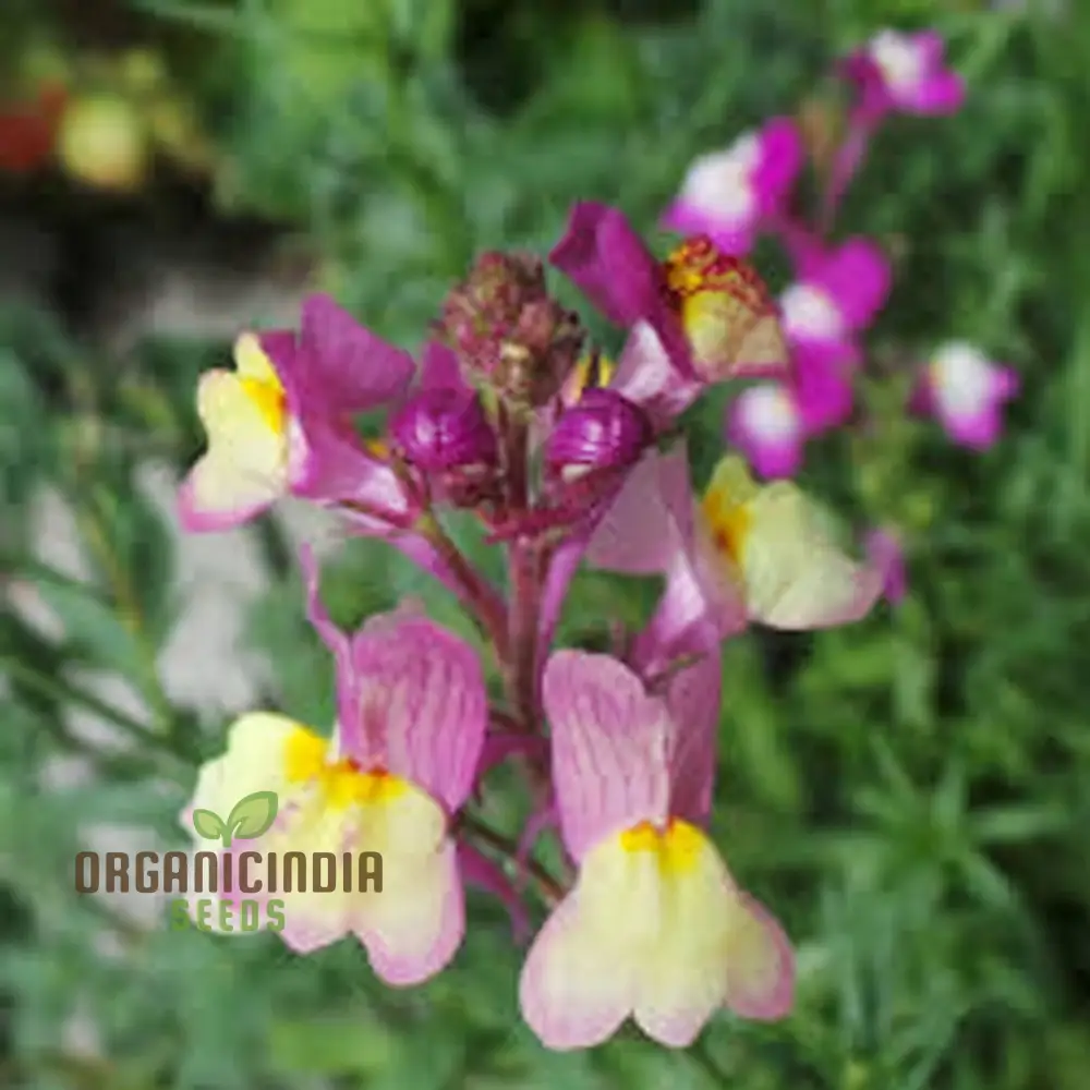Enchanting Linaria: Fairy Bouquet Mix - Shop Now for Magical Garden Delights - Image 4