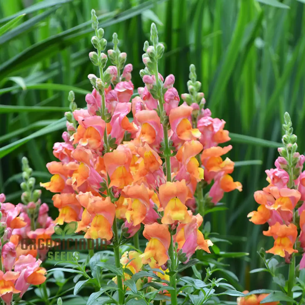 Snapdragon Antirrhinum Majus Seeds – Maximum Mix Variety for Vibrant Garden Color