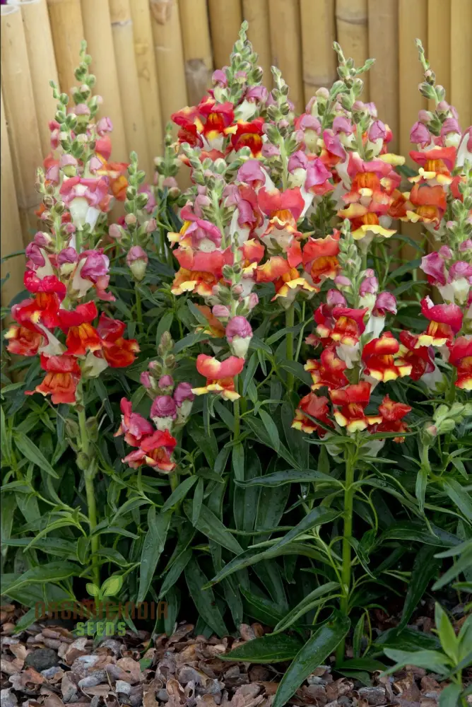 Snapdragon Antirrhinum Majus Seeds – Maximum Mix Variety for Vibrant Garden Color - Image 3