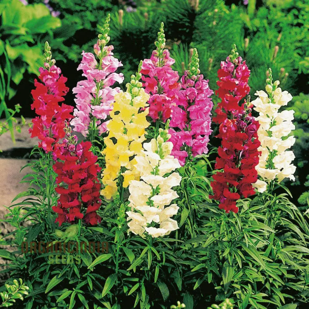 Snapdragon Antirrhinum Majus Seeds – Maximum Mix Variety for Vibrant Garden Color - Image 4