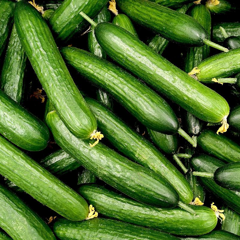 English Cucumber (Cucumis Sativus 'Burpless') – Seeds