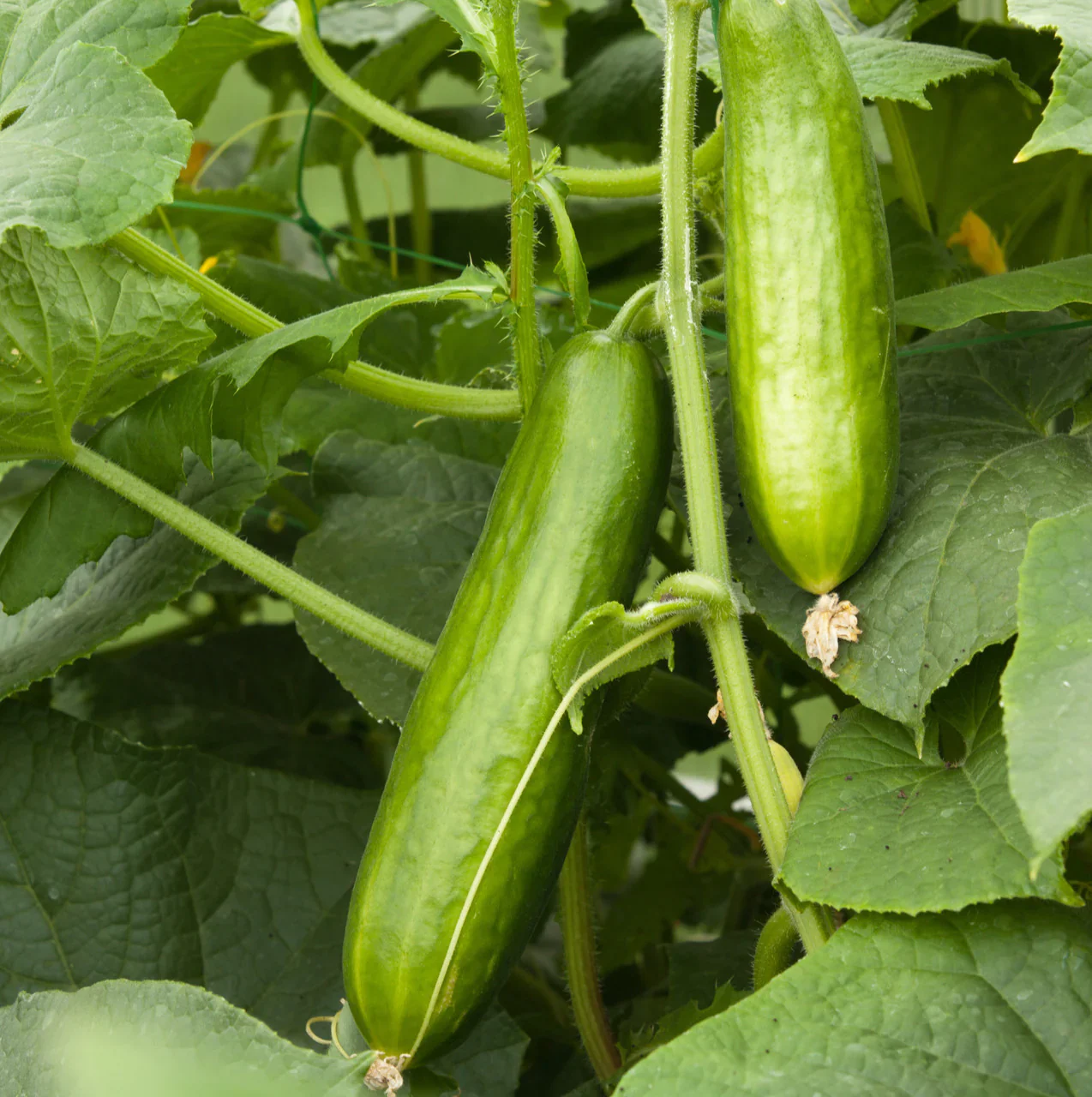 English Cucumber (Cucumis Sativus 'Burpless') – Seeds - Image 3