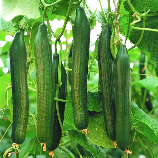 English Cucumber (Cucumis Sativus 'Burpless') – Seeds - Image 4