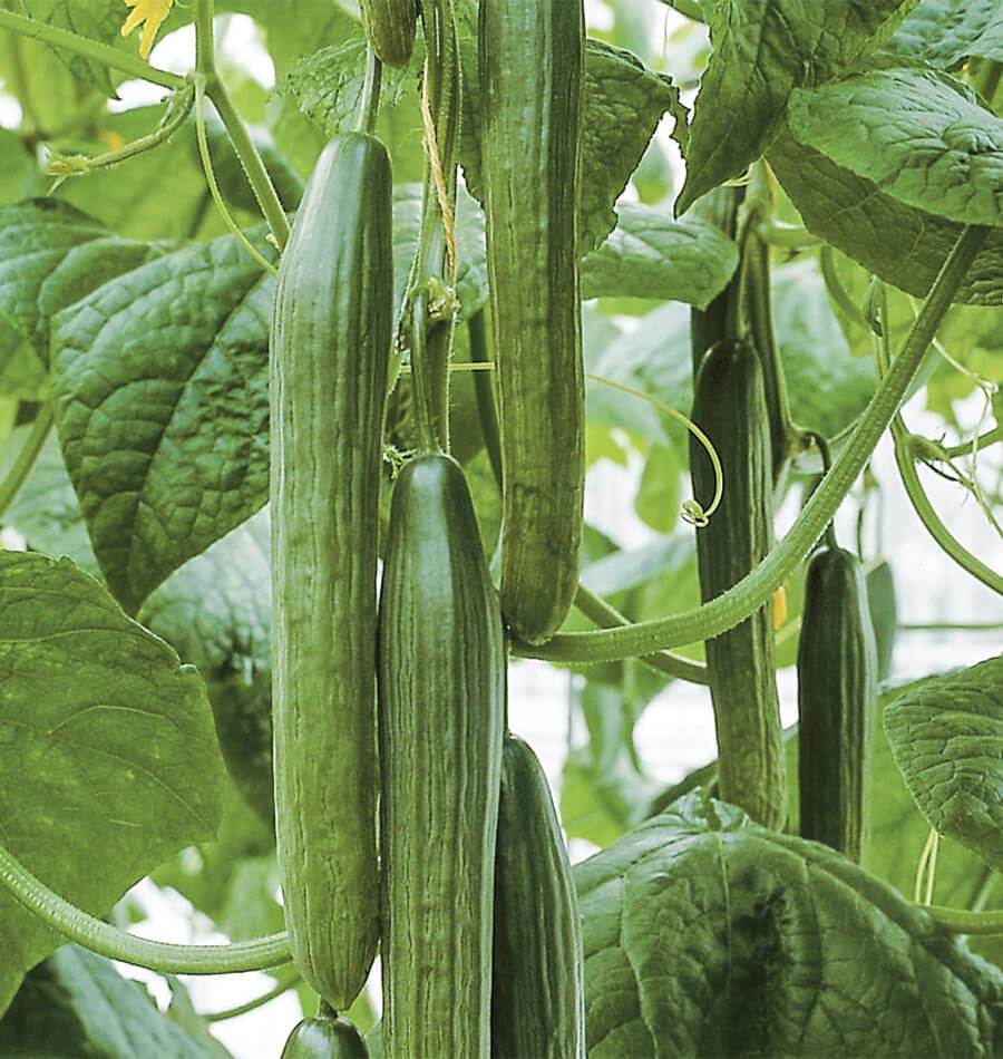 English Cucumber (Cucumis Sativus 'Burpless') – Seeds - Image 5