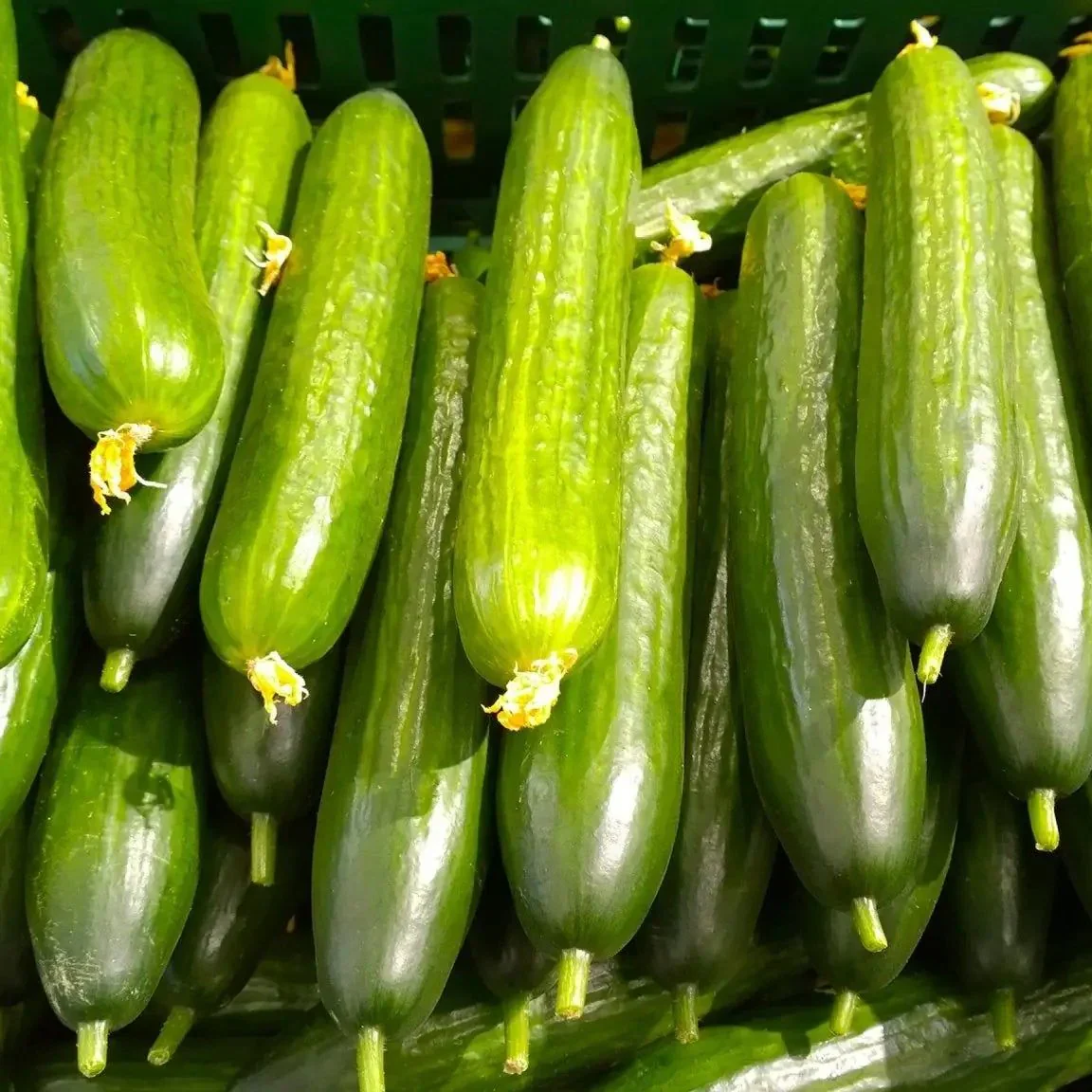English Cucumber (Cucumis Sativus 'Burpless') – Seeds - Image 6