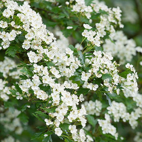 Hawthorn Seeds (English Hawthorn Seeds) - Ornamental Deciduous Tree for Gardens - Image 5