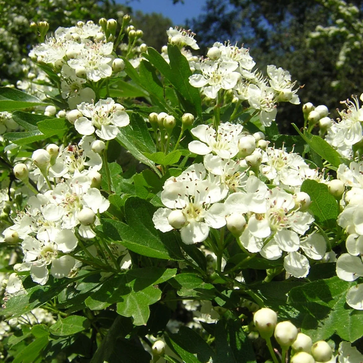 Hawthorn Seeds (English Hawthorn Seeds) - Ornamental Deciduous Tree for Gardens - Image 6