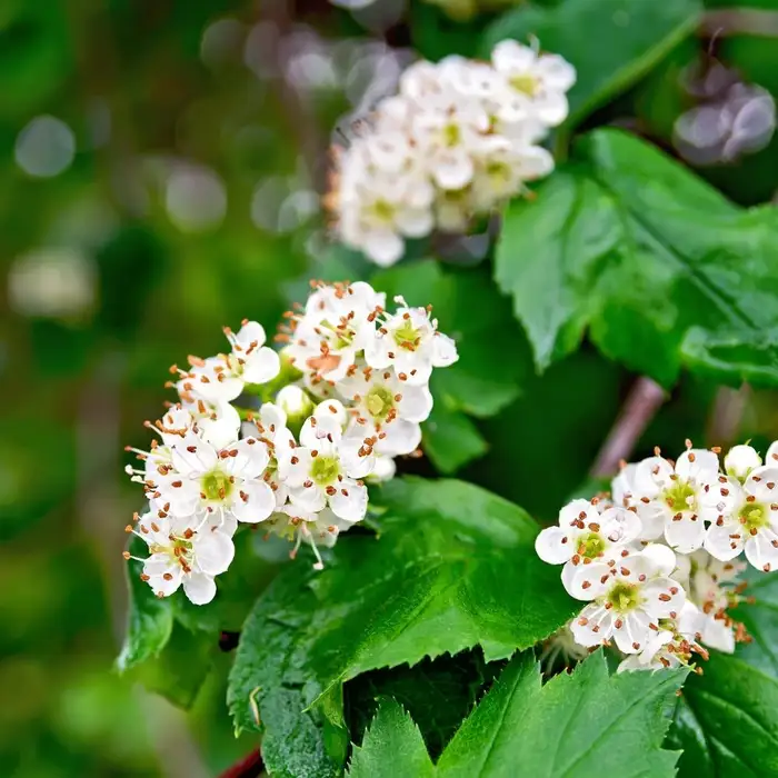 Hawthorn Seeds (English Hawthorn Seeds) - Ornamental Deciduous Tree for Gardens - Image 7