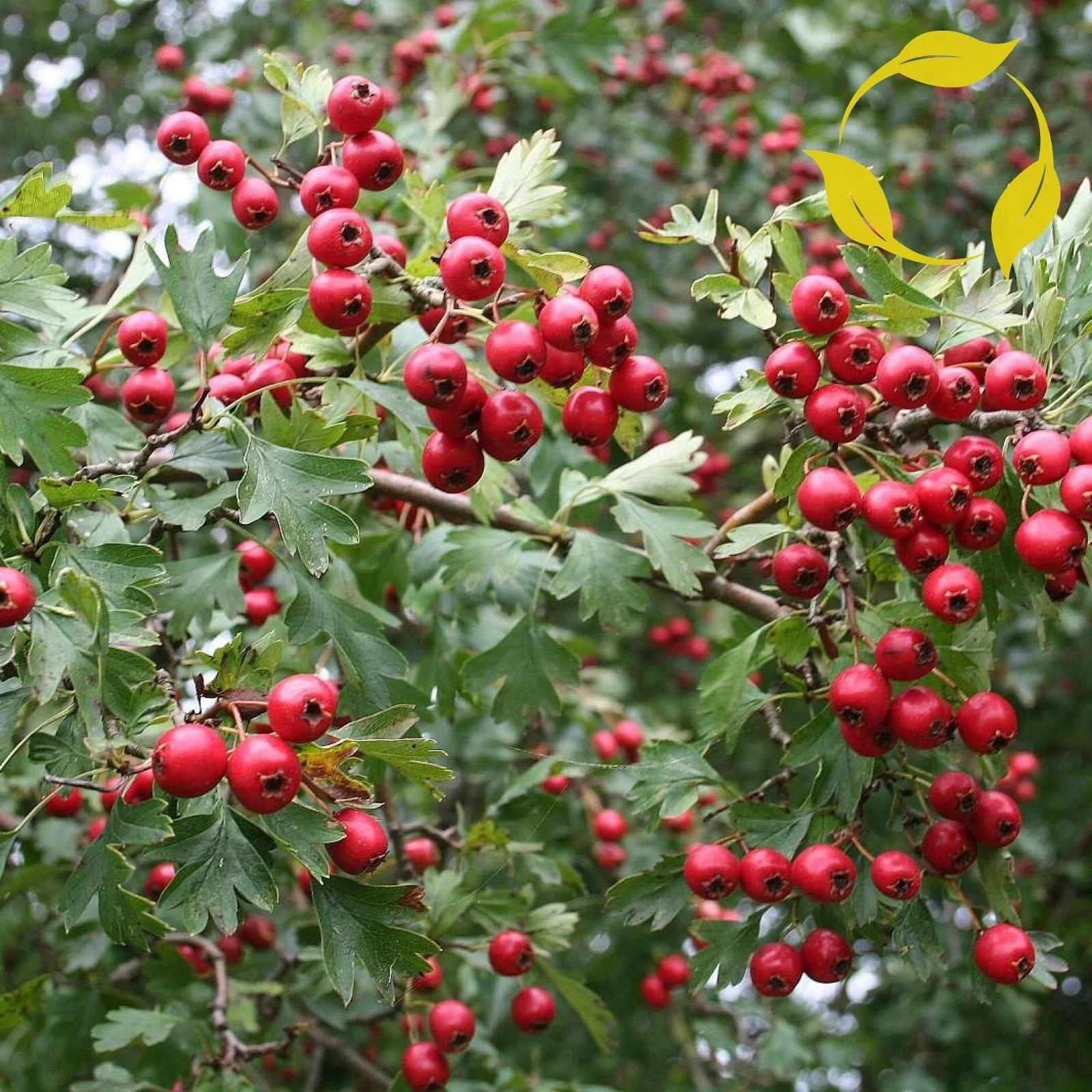 English Hawthorn Fruit Seeds